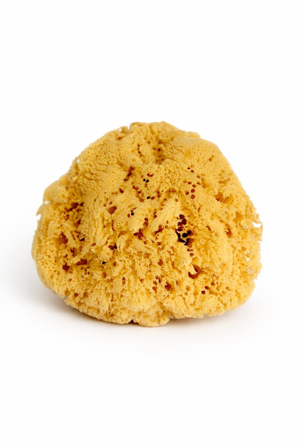 Constantia Beauty extra-large sponge front view showing natural shape and benefit