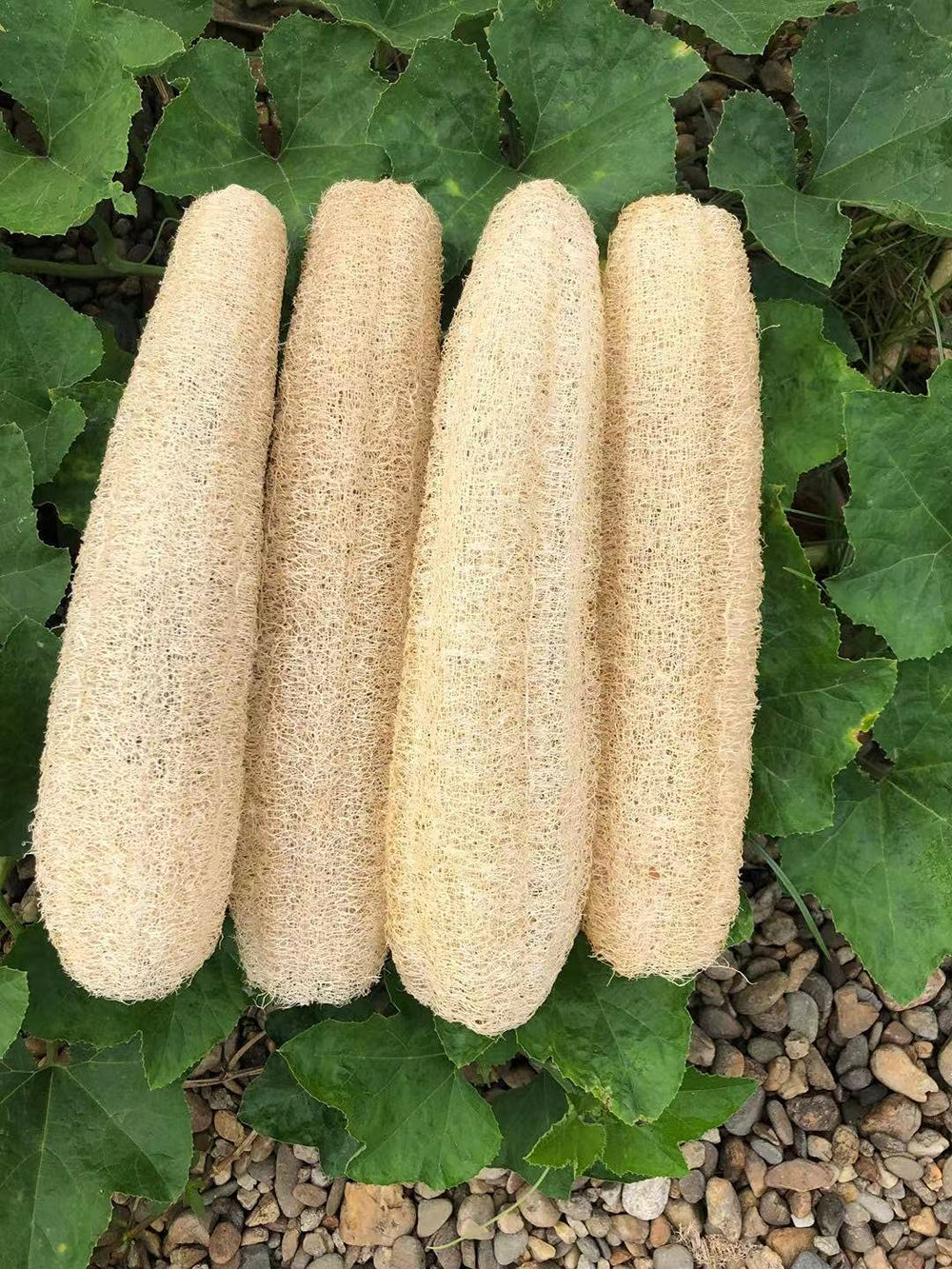YEMTAL front packaging showing four natural loofahs, eco-friendly convenience