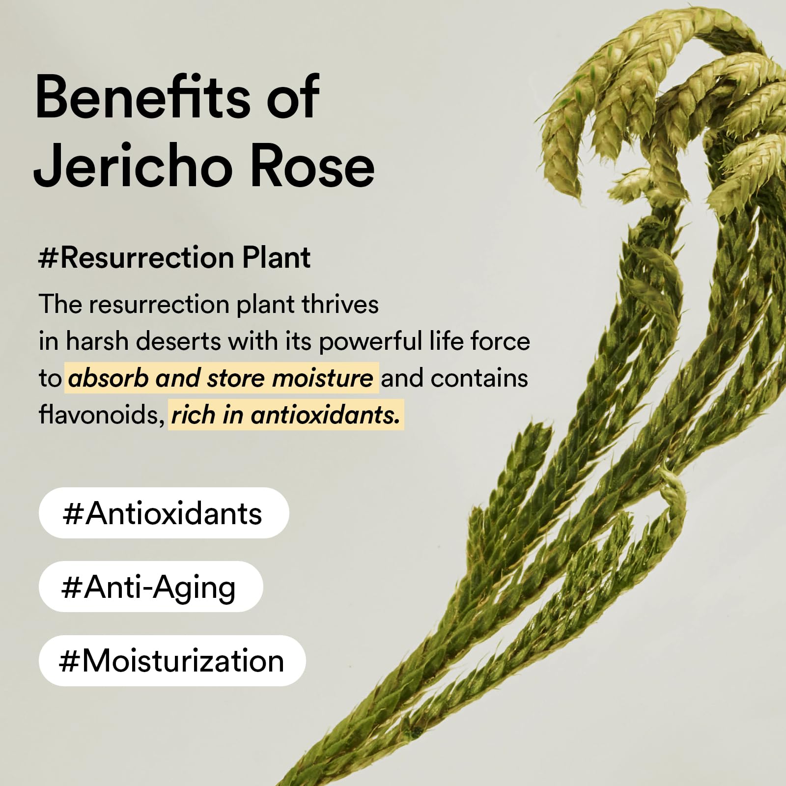 Shea butter and Jericho Rose extract display Abib nourishment benefits