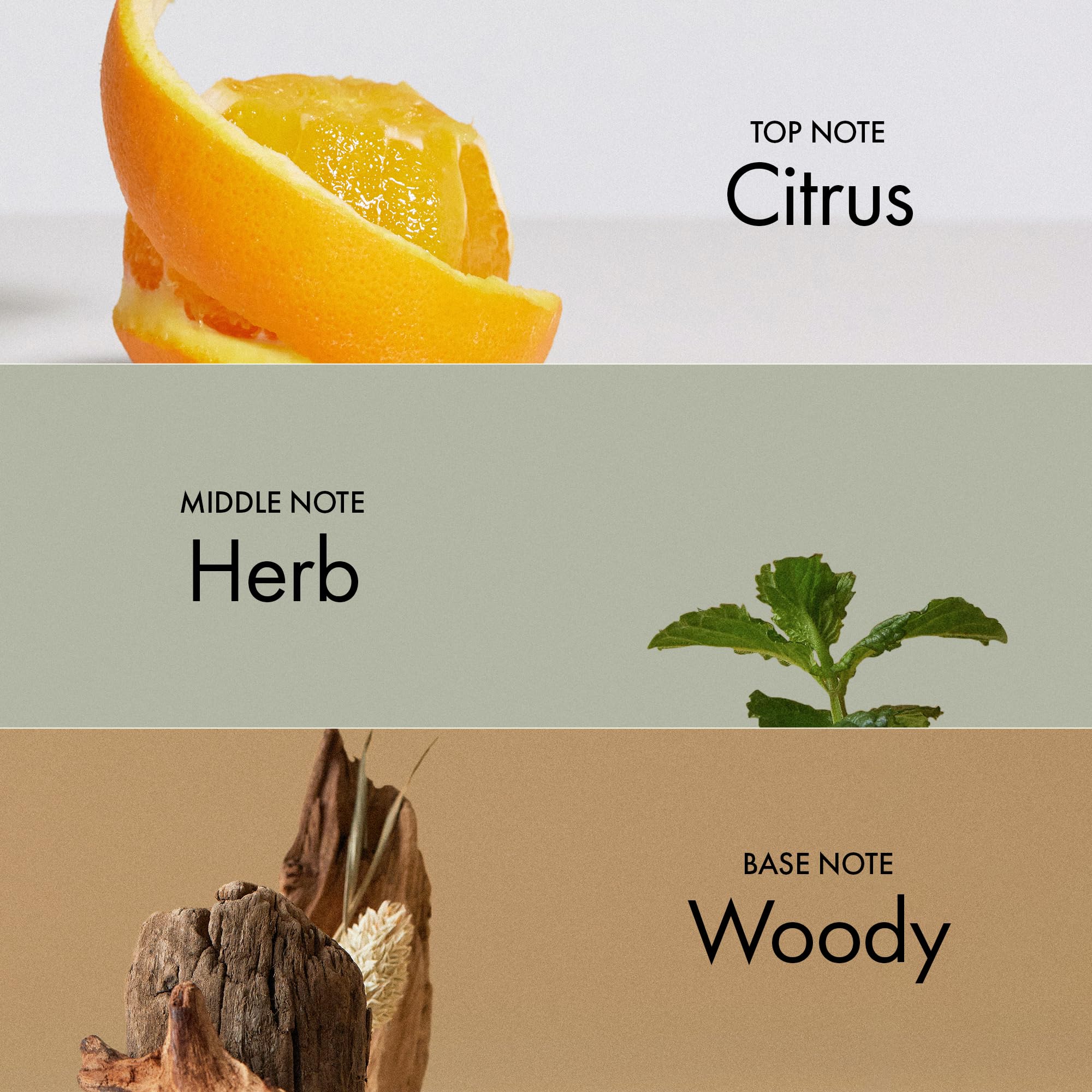 Visual of citrus and patchouli elements representing ANILLO scent profile and freshness