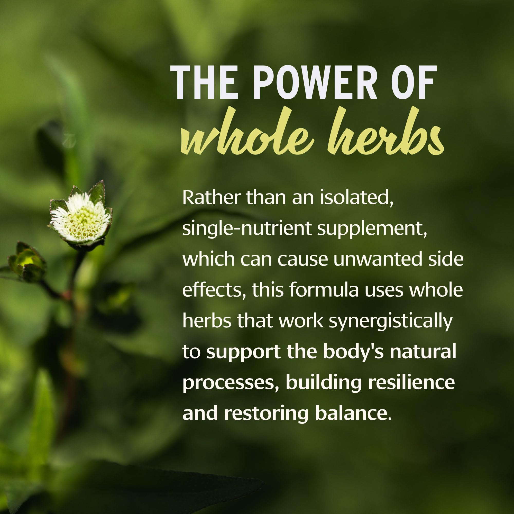 Banyan Botanicals key ingredients amla bhringaraj and hibiscus for nourishment