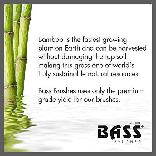 Bass bristles distributing natural oils root to tip for enhanced luster