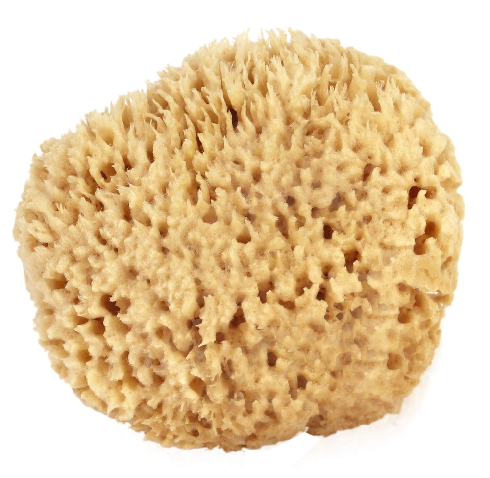Bath & Shower Express front view showing natural sea wool sponge and label, promotes sustainable bathing