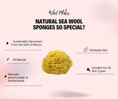 Bath & Shower Express sponge held in hand for scale, demonstrates extra-large coverage benefit