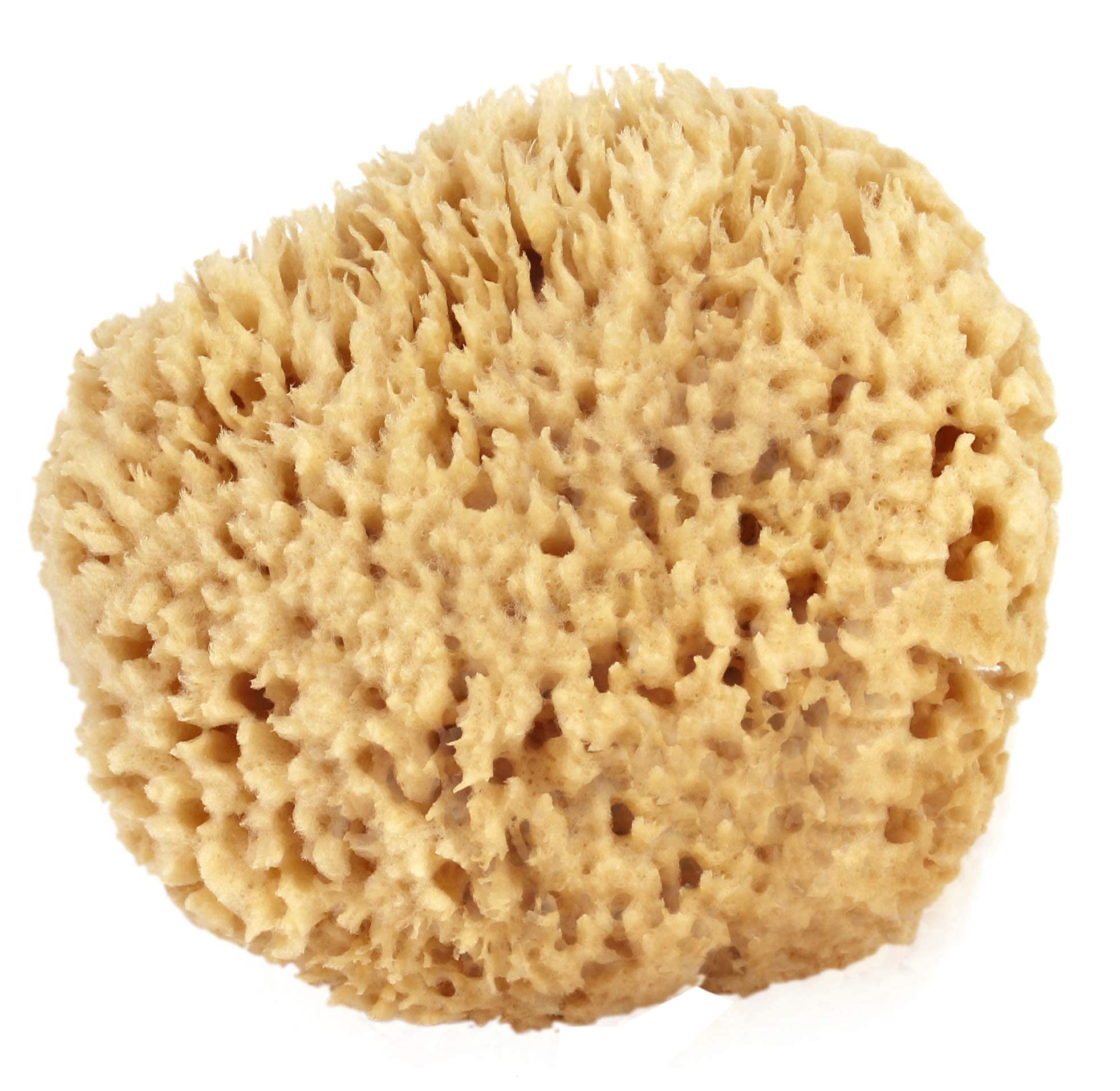 Bath & Shower Express sponge in shower with toiletries, conveys eco-friendly everyday use