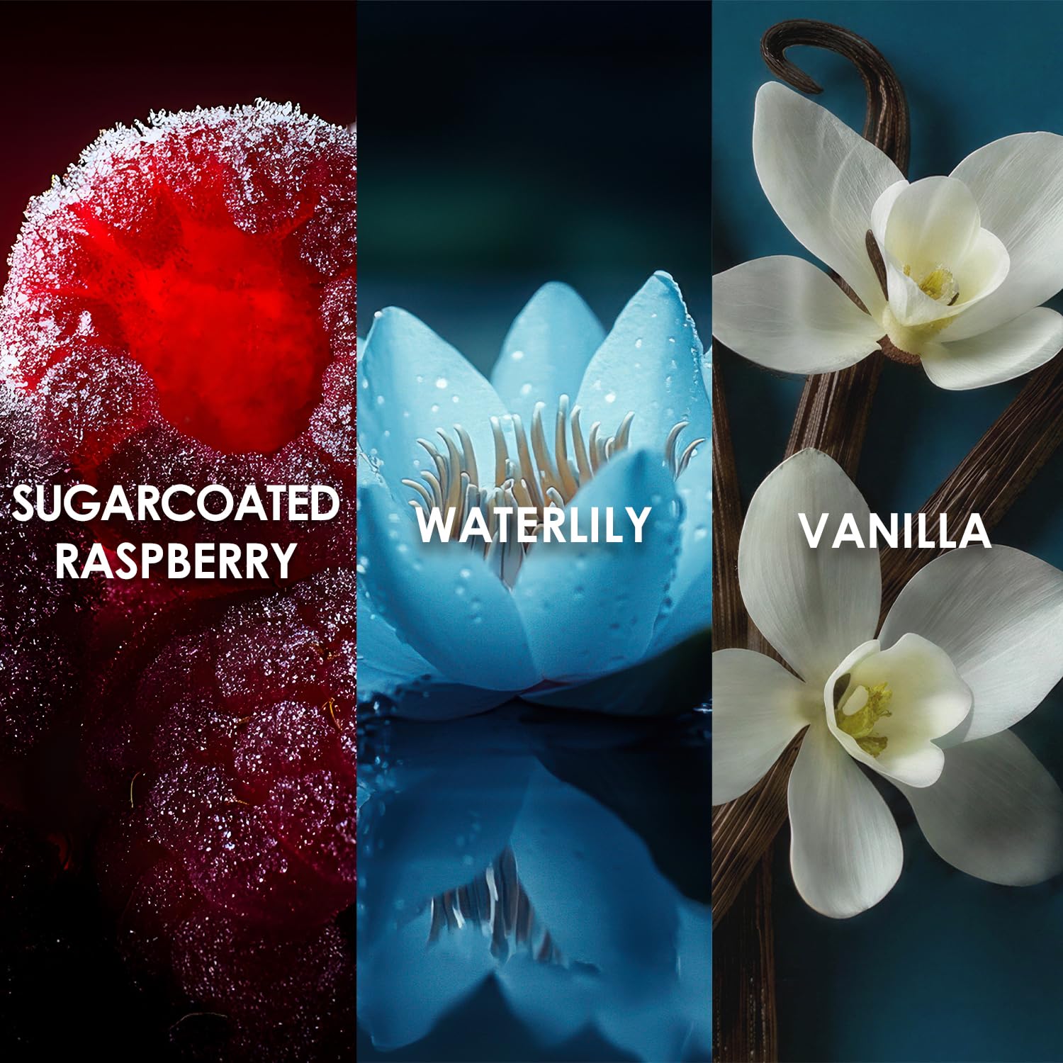 Britney Spears Circus Fantasy ingredient notes visual showing fruit and floral accents