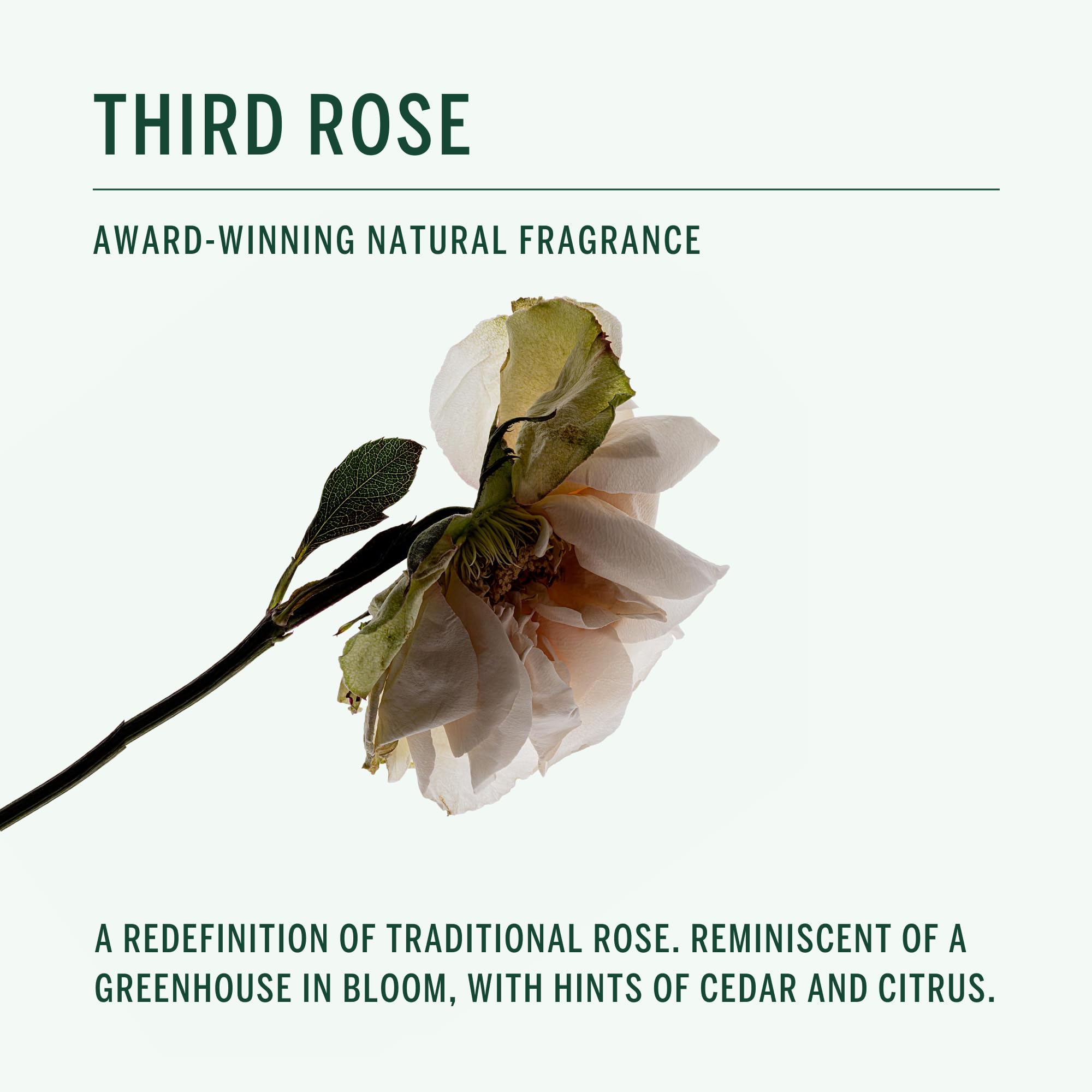 Corpus THIRD ROSE held in hand for size comparison conveying portability and convenience