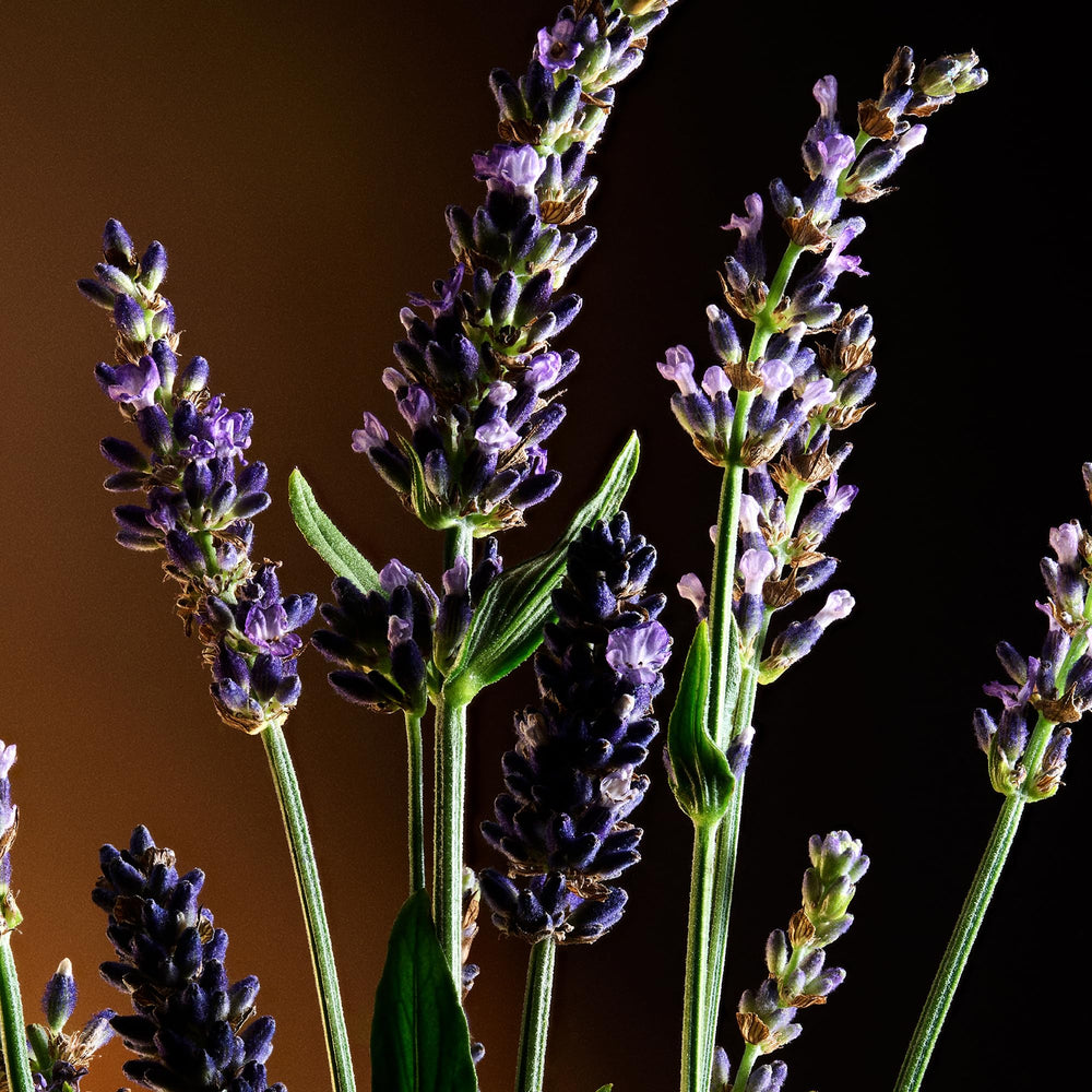 Dolce&Gabbana basil and lavender close-up conveying fresh aromatic benefit