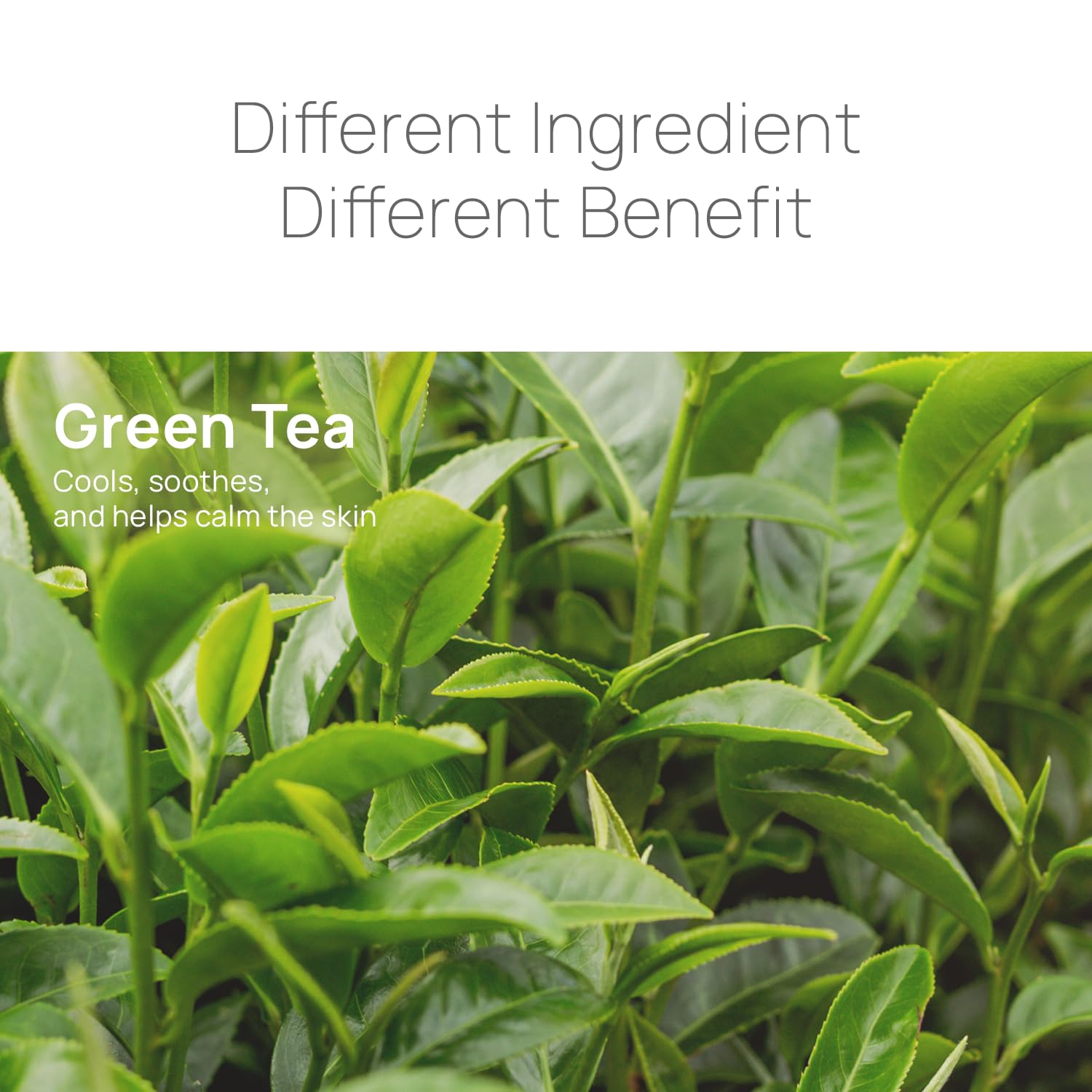 Epielle ingredient label close-up showing green tea extract and gentle formula
