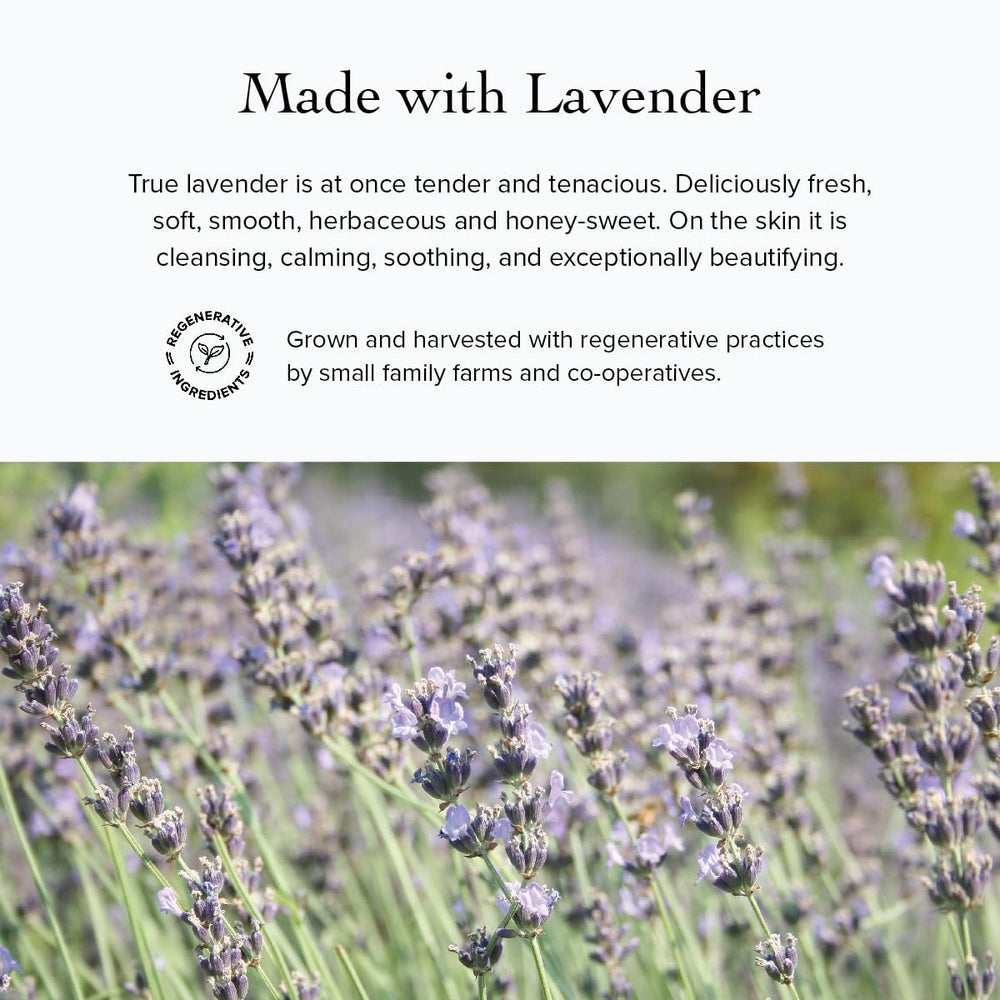 evanhealy lavender sprig showing calming aroma and soothing comfort