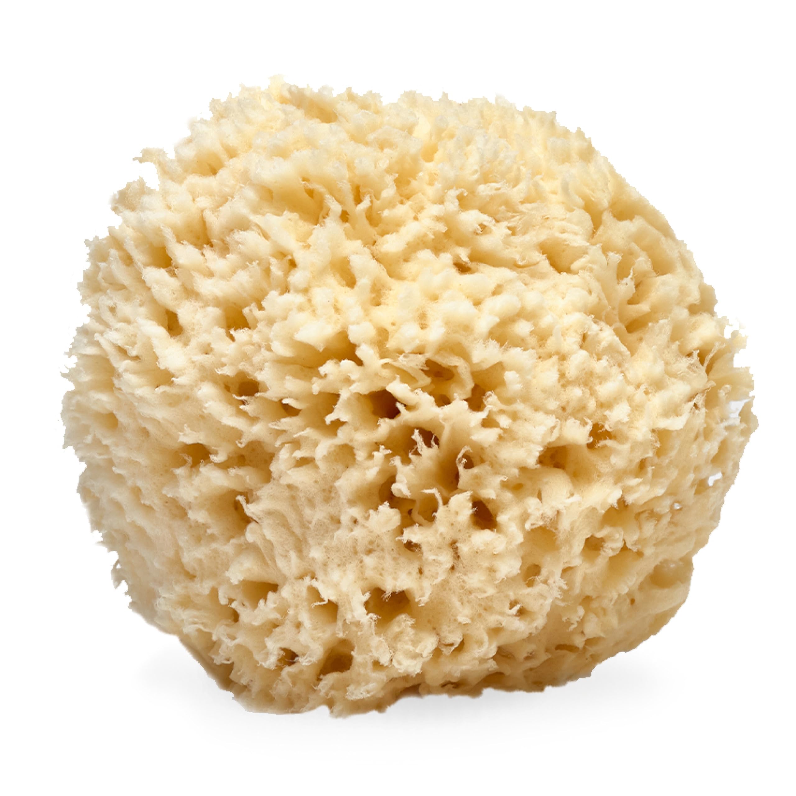 LATHER sea wool sponge front view showing natural shape and gentle cleansing