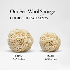 LATHER sea sponge in hand showing scale and easy handling benefit
