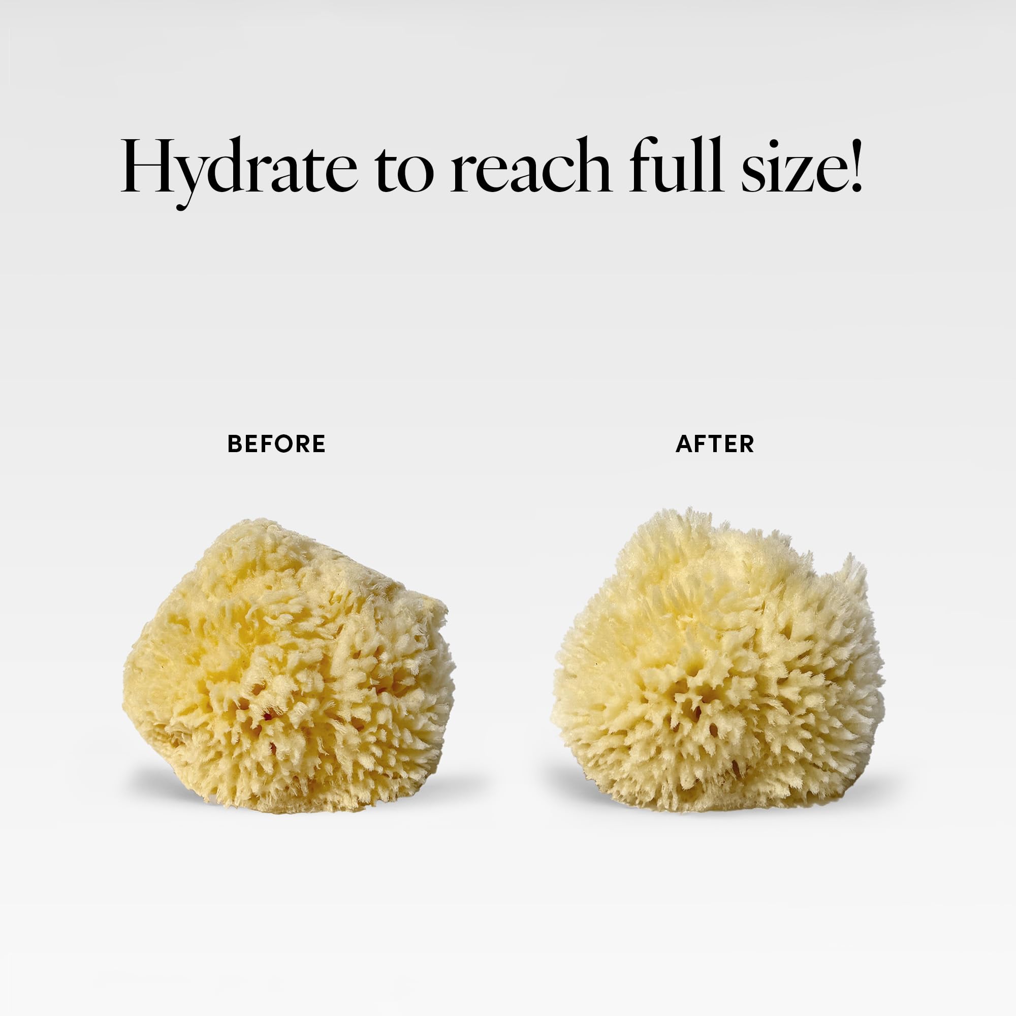 LATHER sponge being harvested underwater illustrating ethical sourcing benefit