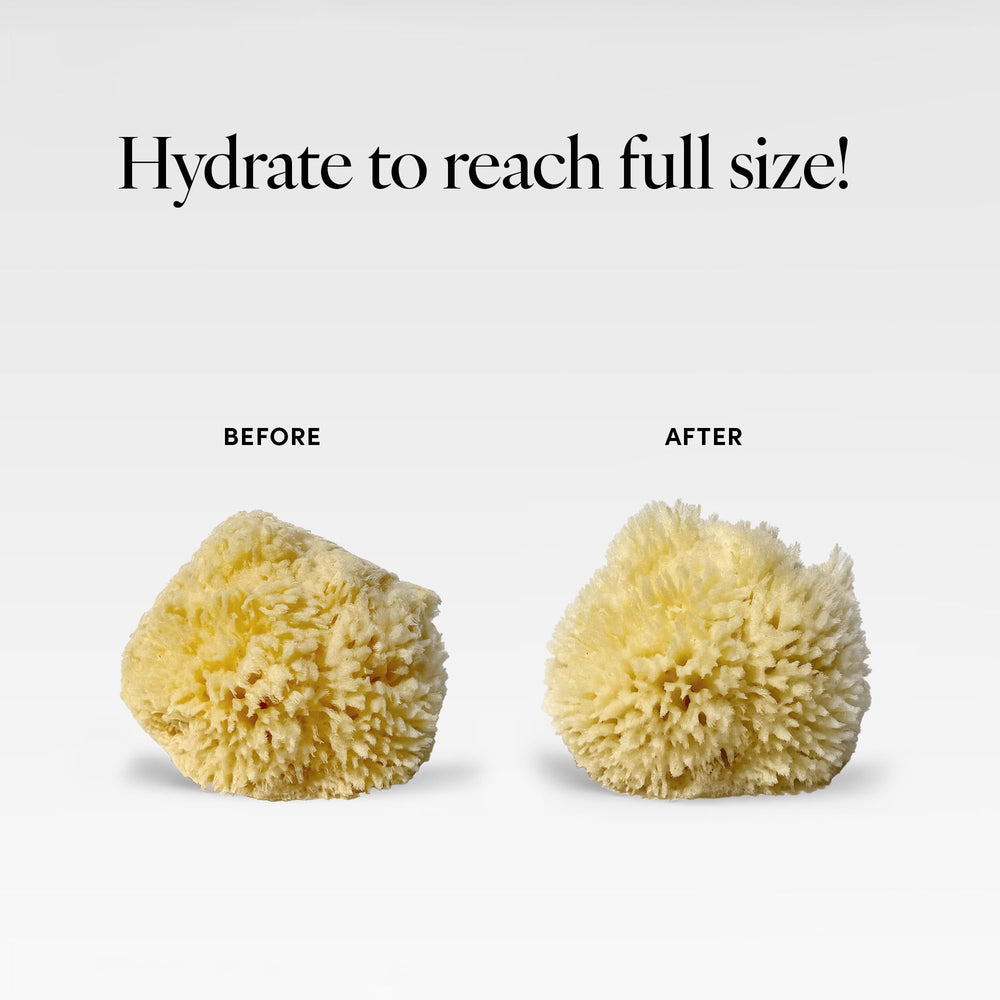 LATHER sponge being harvested underwater illustrating ethical sourcing benefit