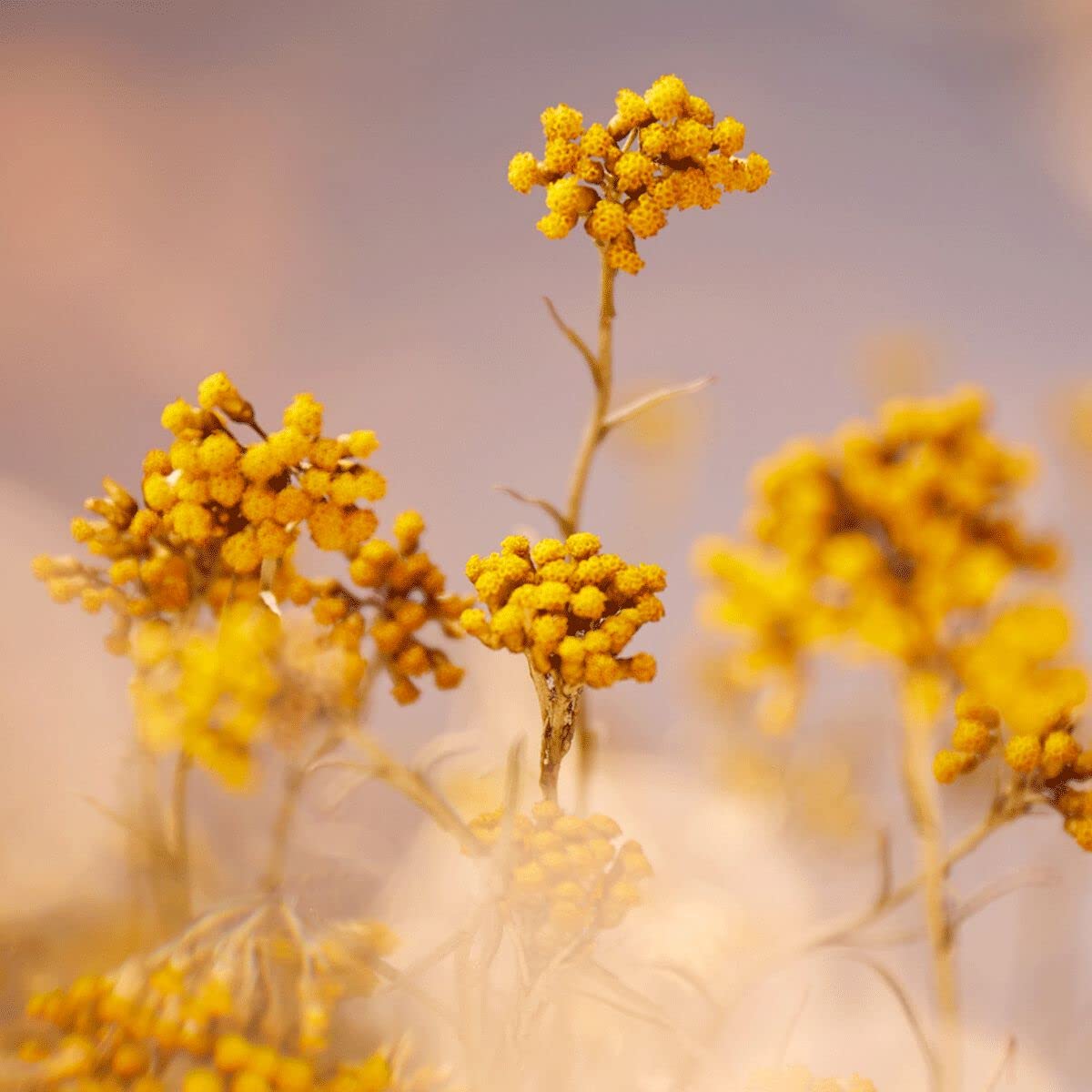 L'OCCITANE jar beside immortelle flowers showing antioxidant-rich ingredient benefit