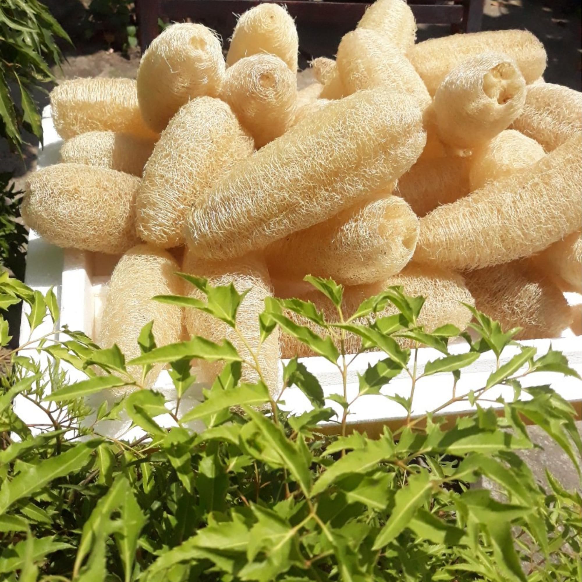 LUFAFY loofahs in Vietnamese field illustrating sustainably grown origin