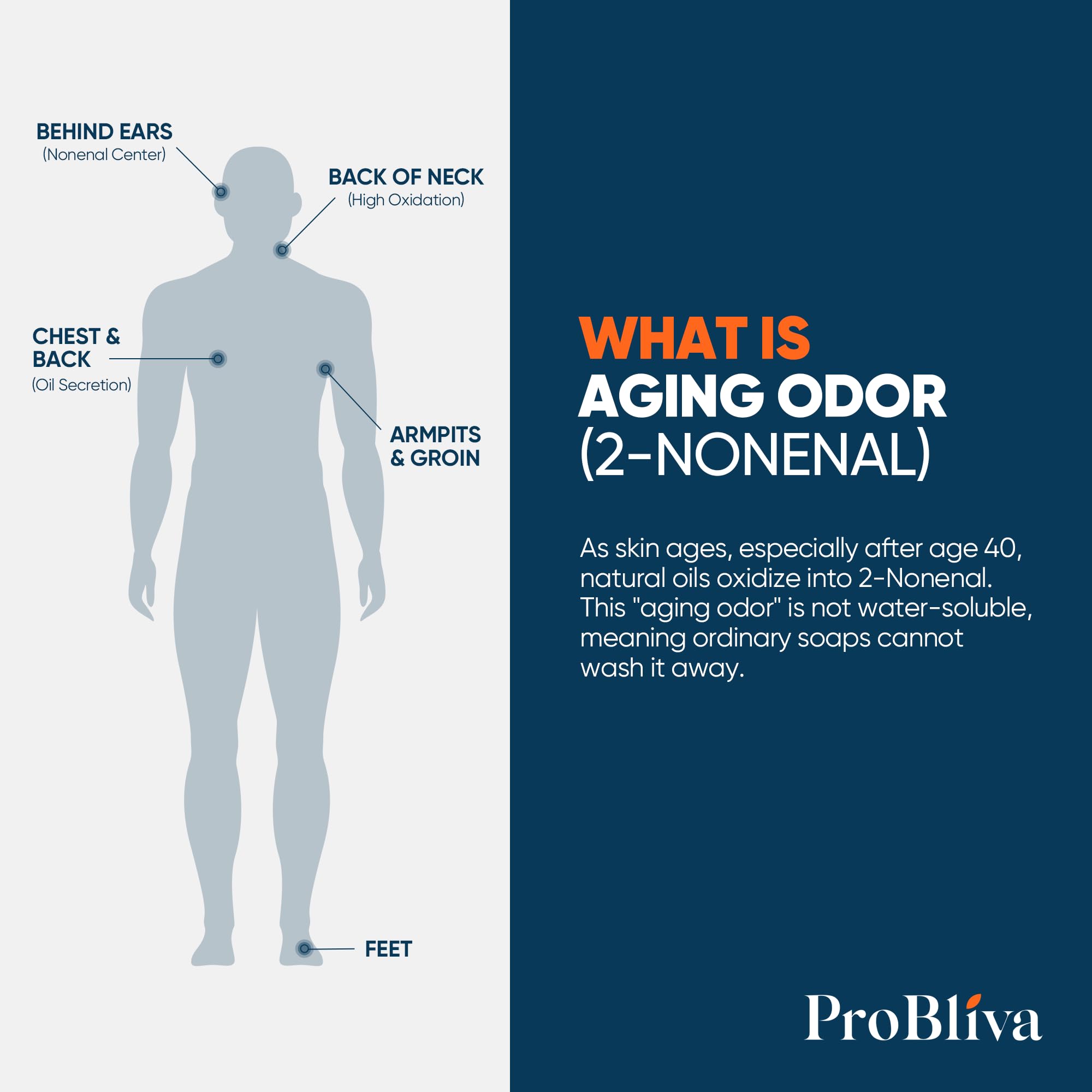 ProBliva green tea leaves highlighting antioxidant support