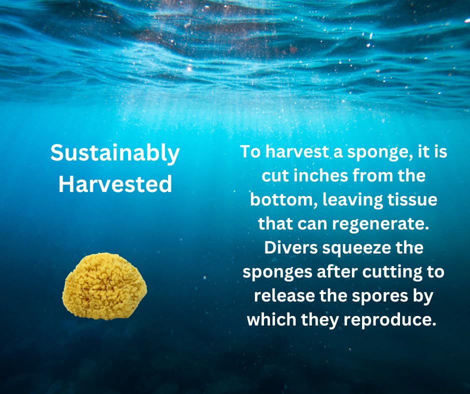 Spa Destinations group of sponges showing size range and selection variety