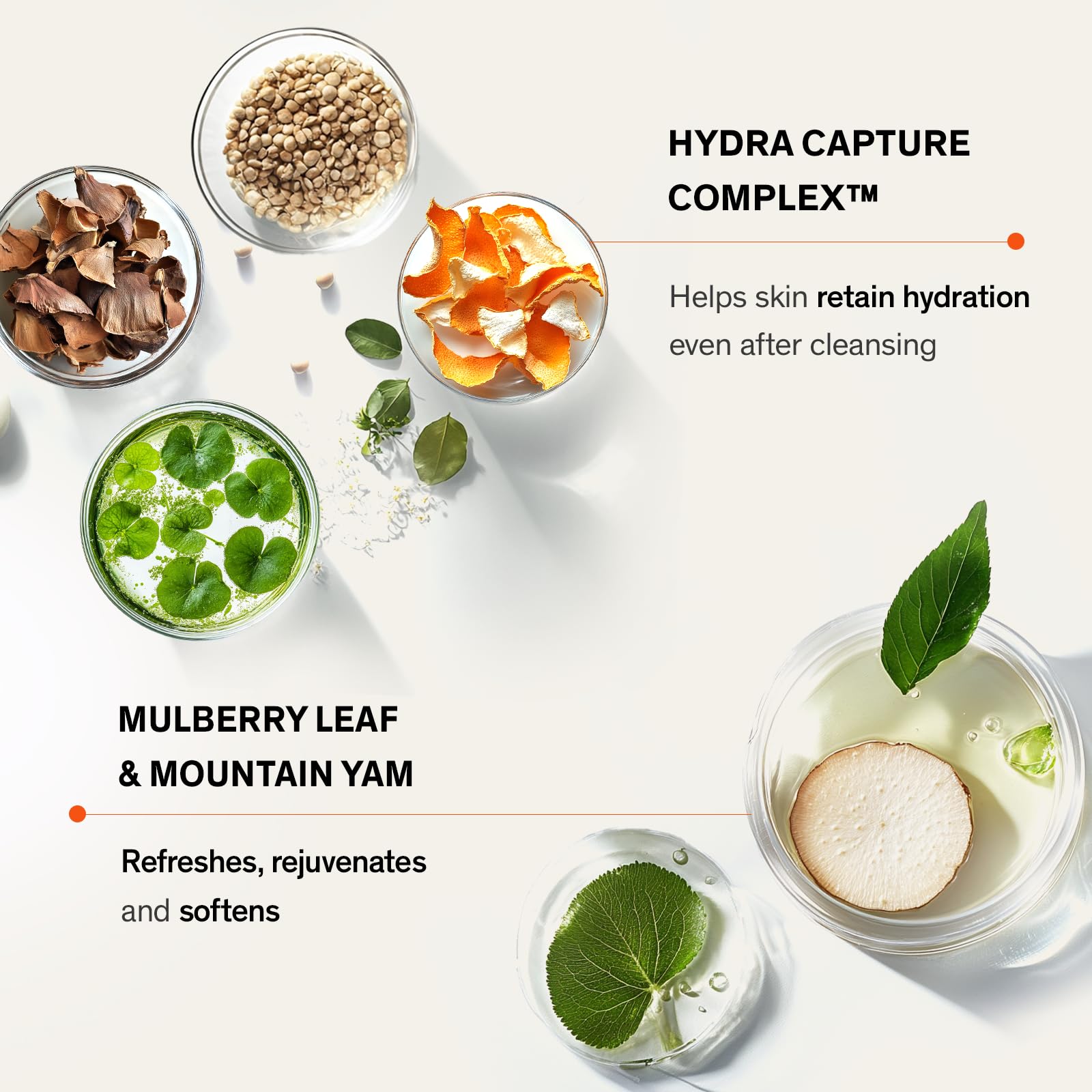 Sulwhasoo natural duckweed and chestnut extracts highlighting botanicals