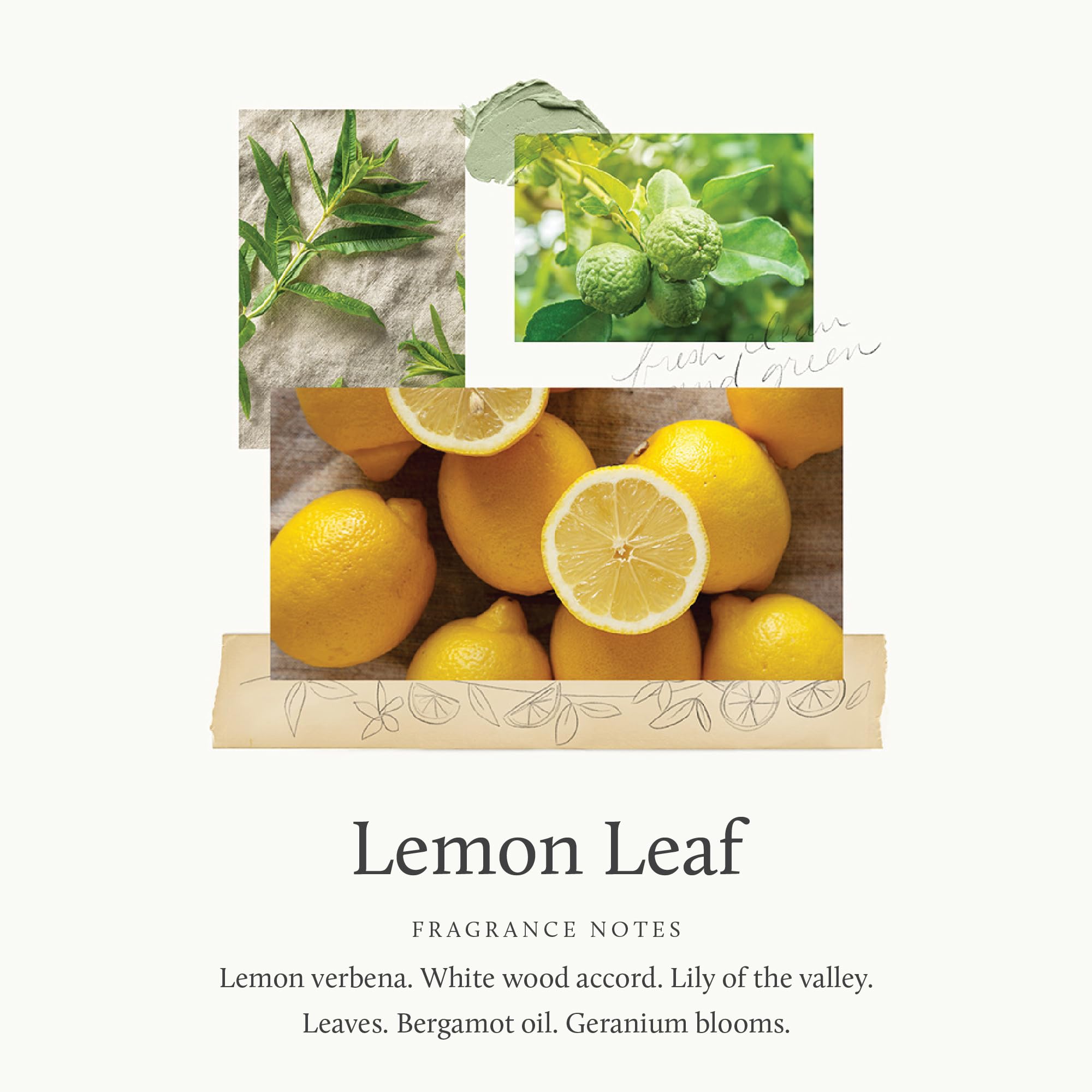Thymes Lemon Leaf lotion in hand demonstrating rich hydration and quick absorption