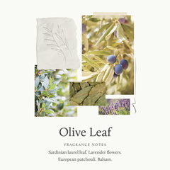 Thymes Olive Leaf lotion on hand close-up highlights creamy texture and quick-absorbing moisture