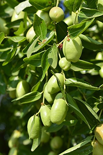 US Organic jojoba oil applied to hair ends showing reduced frizz and shine benefit