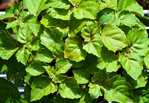 US Organic patchouli leaves photo showing plant source and natural origin