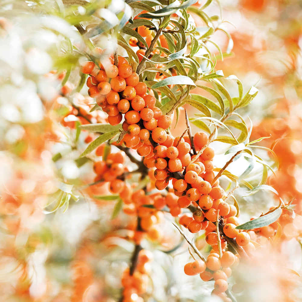 Hands massaging Weleda oil into back for relaxing hydration