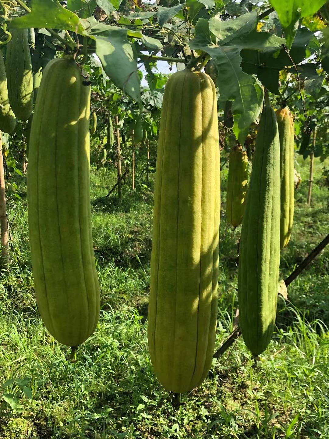 YEMTAL loofah hanging to dry, prolongs lifespan by keeping it ventilated
